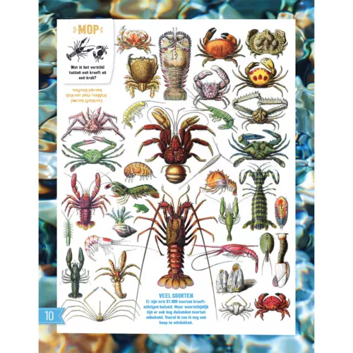 Fontaine Uitgevers Doe-boek Onderwater 2 Fontaine Uitgevers Doe-boek Onderwater - Afbeelding 2