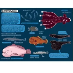 Uitgeverij Lannoo Onder De Grond En Onder Water -Kinderboek Winkel uitgeverij lannoo onder de grond en onder water 2