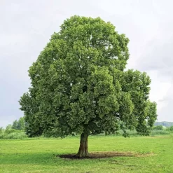 Uitgeverij Clavis Wow! De Wonderen Van Het Bos -Kinderboek Winkel uitgeverij clavis wow de wonderen van het bos 6