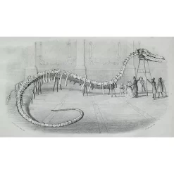 Uitgeverij Rubinstein Monsterdieren Fabels En Feiten 7 Uitgeverij Rubinstein Monsterdieren Fabels En Feiten -Kinderboek Winkel uitgeverij rubinstein monsterdieren fabels en feiten 5