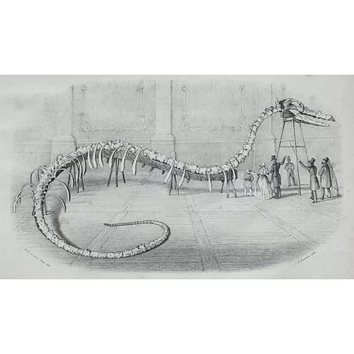 Uitgeverij Rubinstein Monsterdieren Fabels En Feiten 3 Uitgeverij Rubinstein Monsterdieren Fabels En Feiten - Afbeelding 3